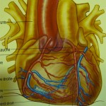 artere-coronaire