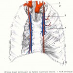 artere-mammaire-interne