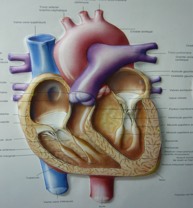 Chirurgie de l
