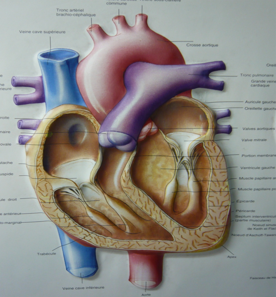 anatomie-du-coeur-1